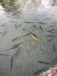 鱼