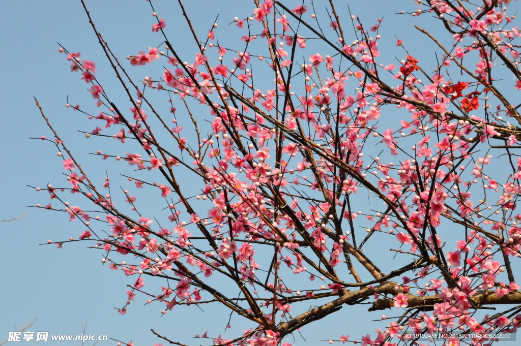 桃树花