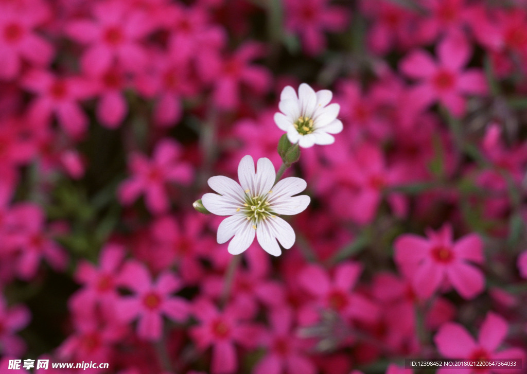 雏菊
