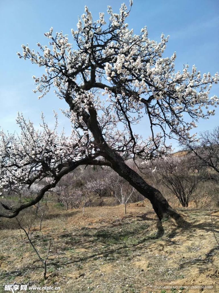 梨树