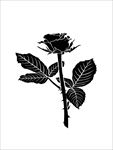 矢量玫瑰花图片