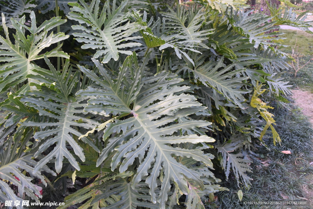 公园花草树木一角
