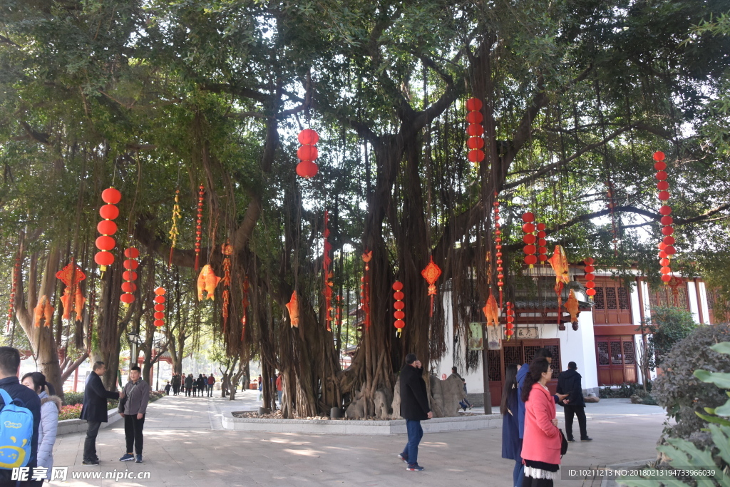 大红灯笼高挂榕树