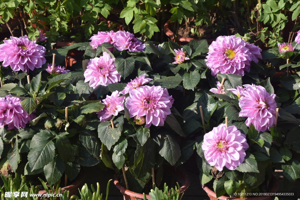 红色鲜花花盆