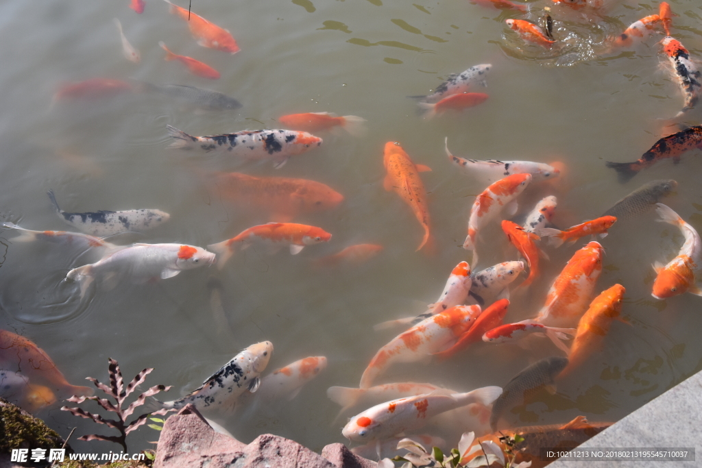 湖中的鲤鱼