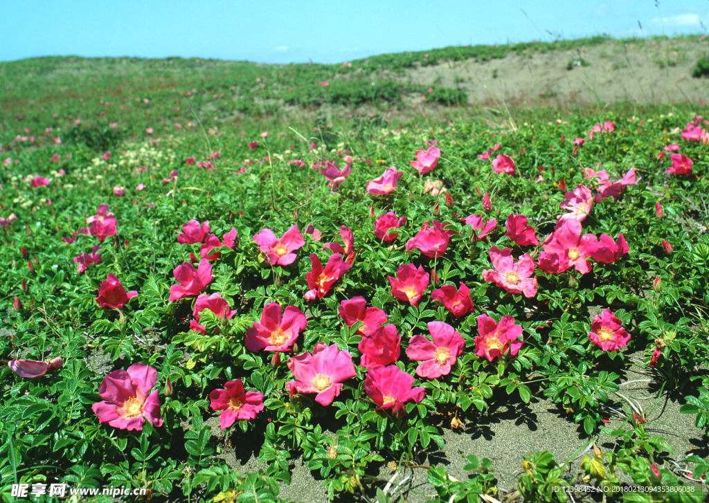 红色鲜花