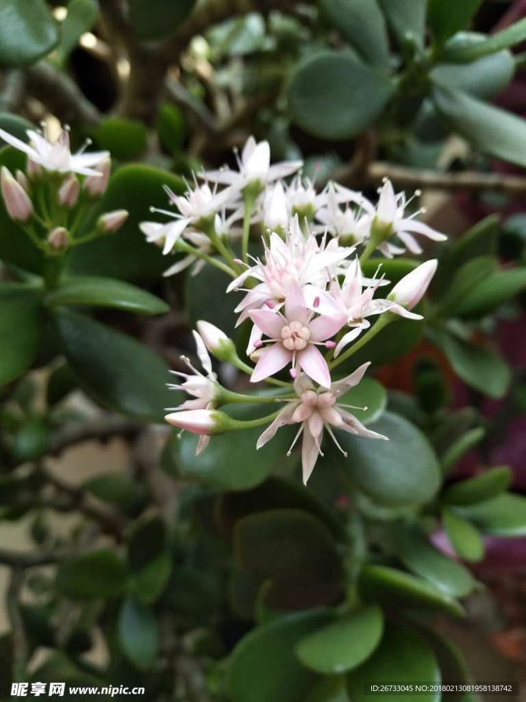 花