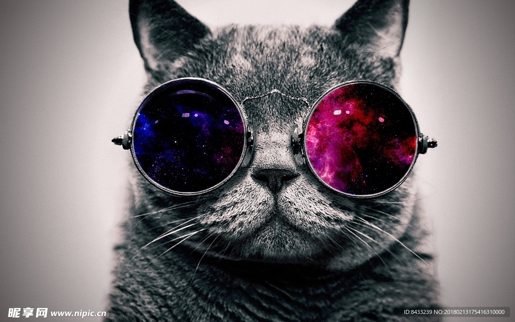 带眼镜的猫