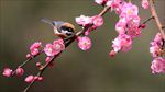 山雀梅花