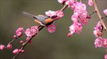山雀梅花