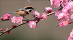 山雀梅花