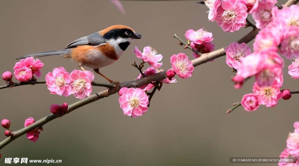 山雀梅花