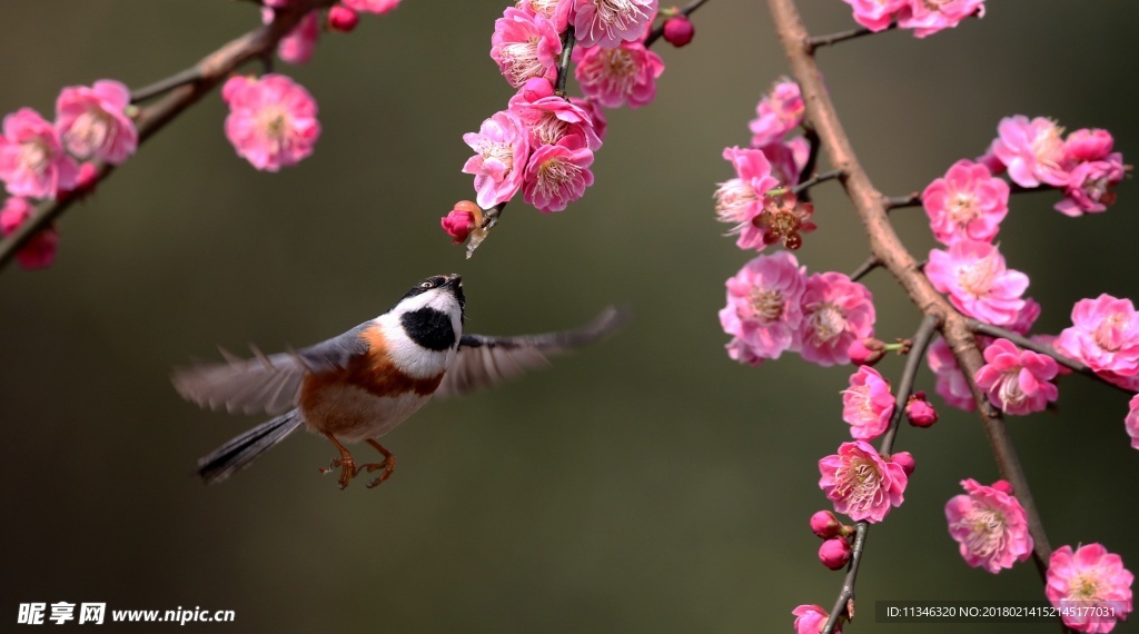 山雀梅花