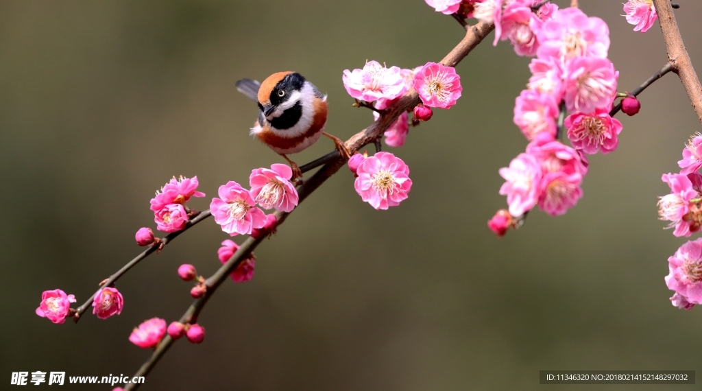 梅花