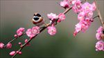 山雀梅花