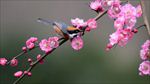 山雀梅花