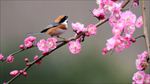 山雀梅花