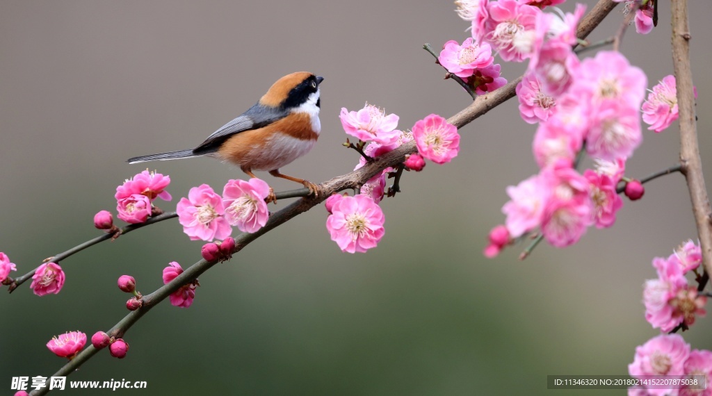 山雀梅花