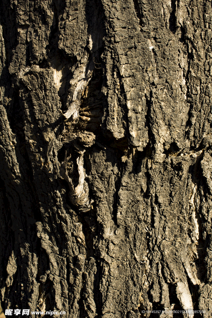 树皮贴图素材