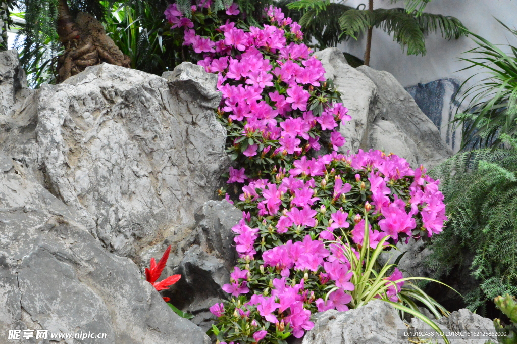 杜鹃花