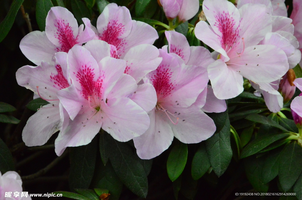 杜鹃花