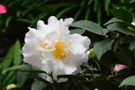 山茶花