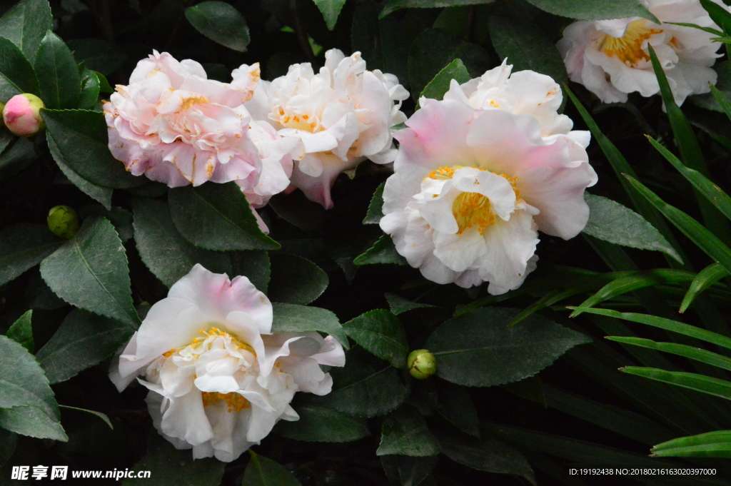 山茶花