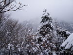 雪景