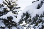 雪景