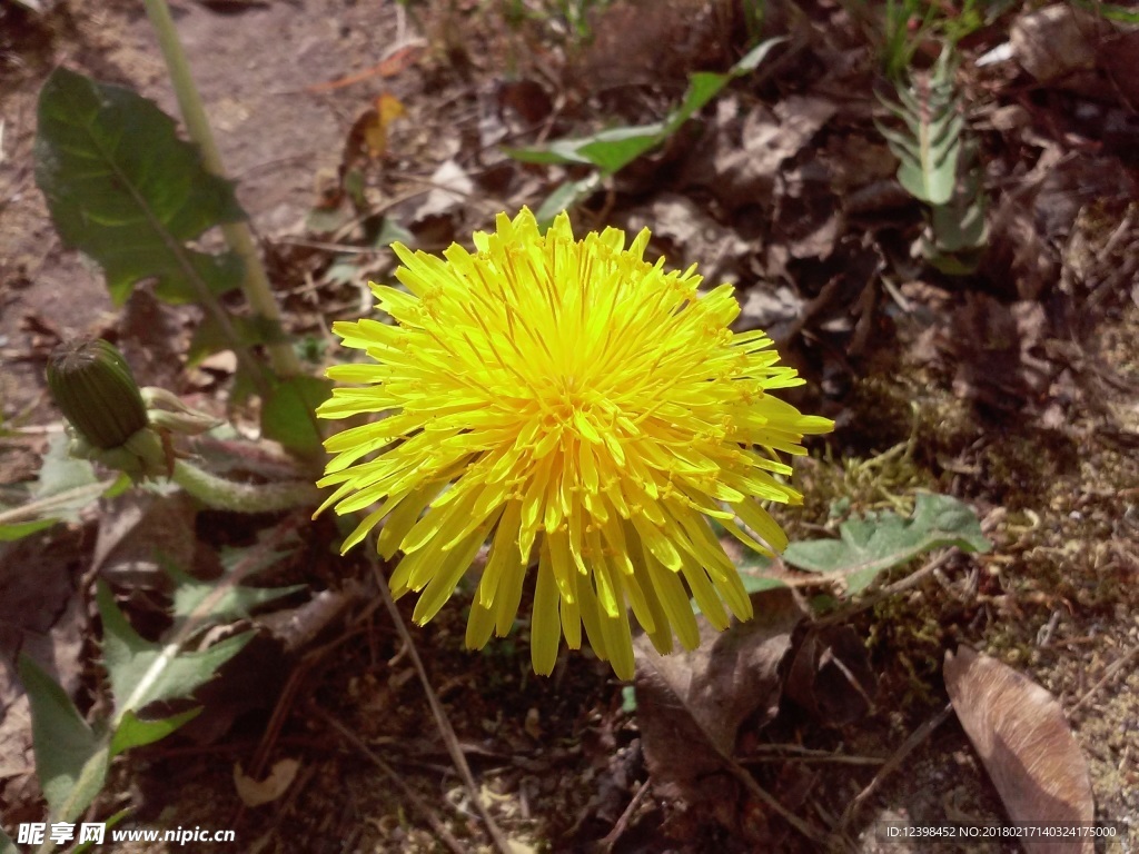 苦菜花