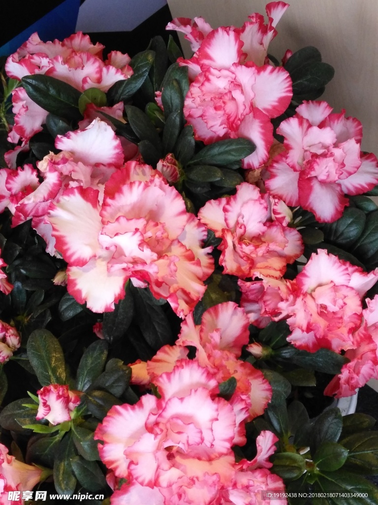 杜鹃花