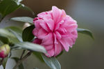 山茶花