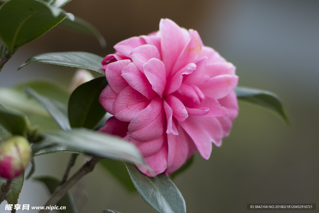 山茶花