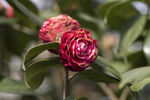 山茶花