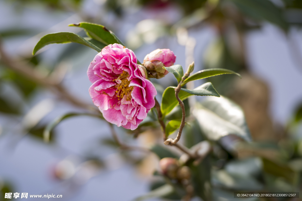 山茶花