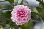 山茶花