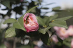 山茶花   红花