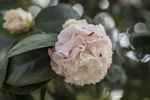 山茶花
