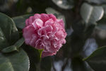山茶花