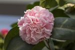 山茶花