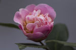 山茶花