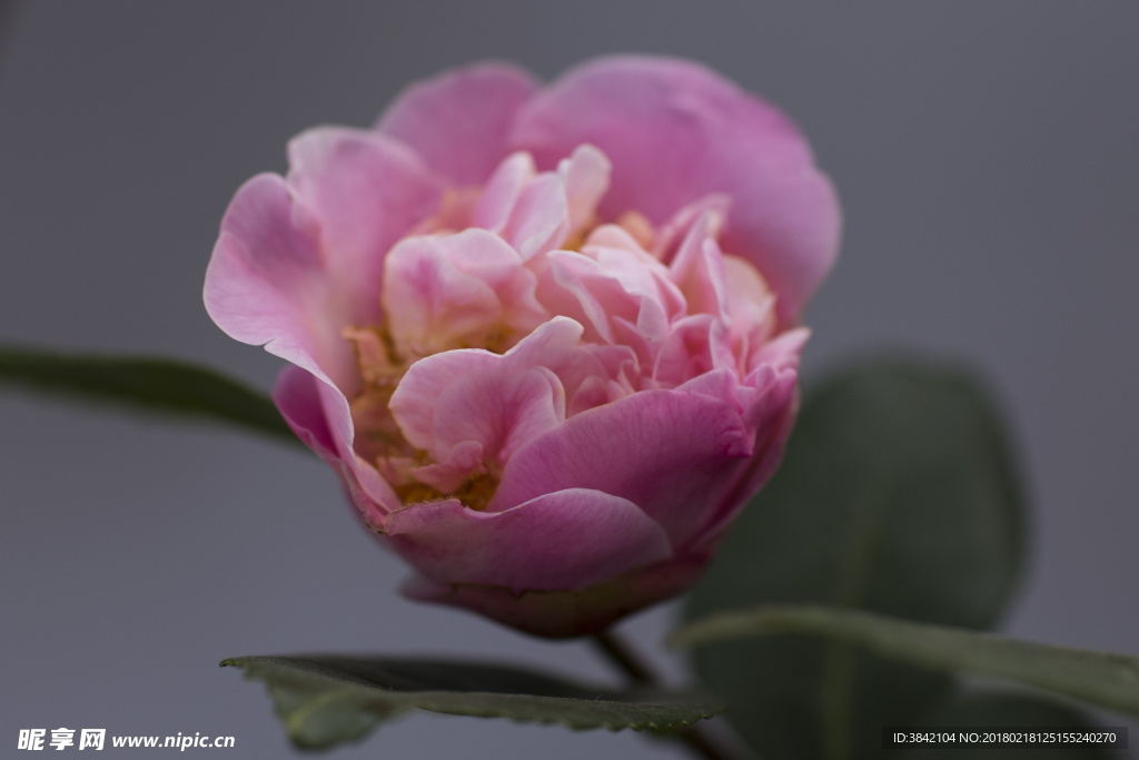 山茶花