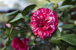 山茶花