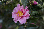 山茶花