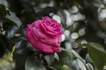 山茶花