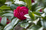 山茶花