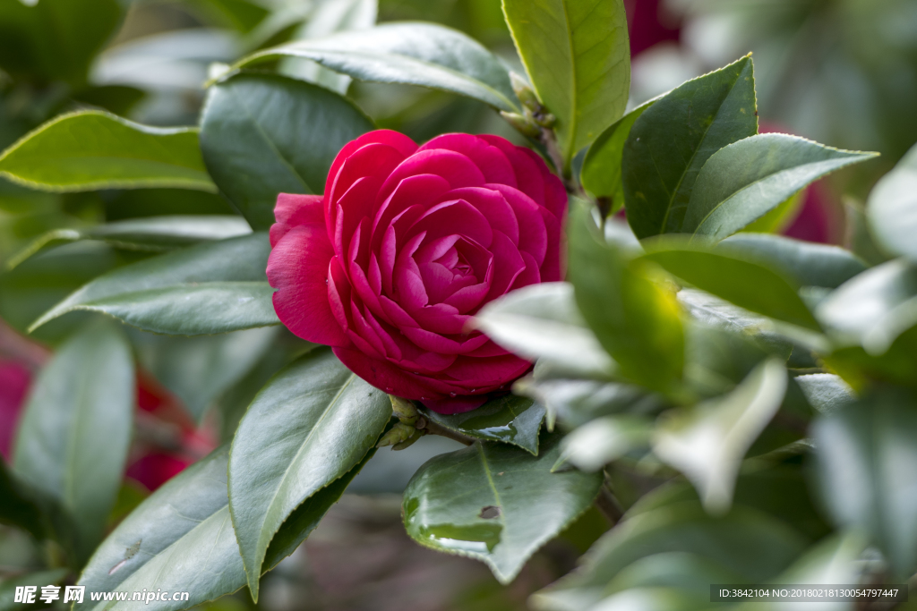 山茶花