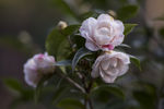 山茶花