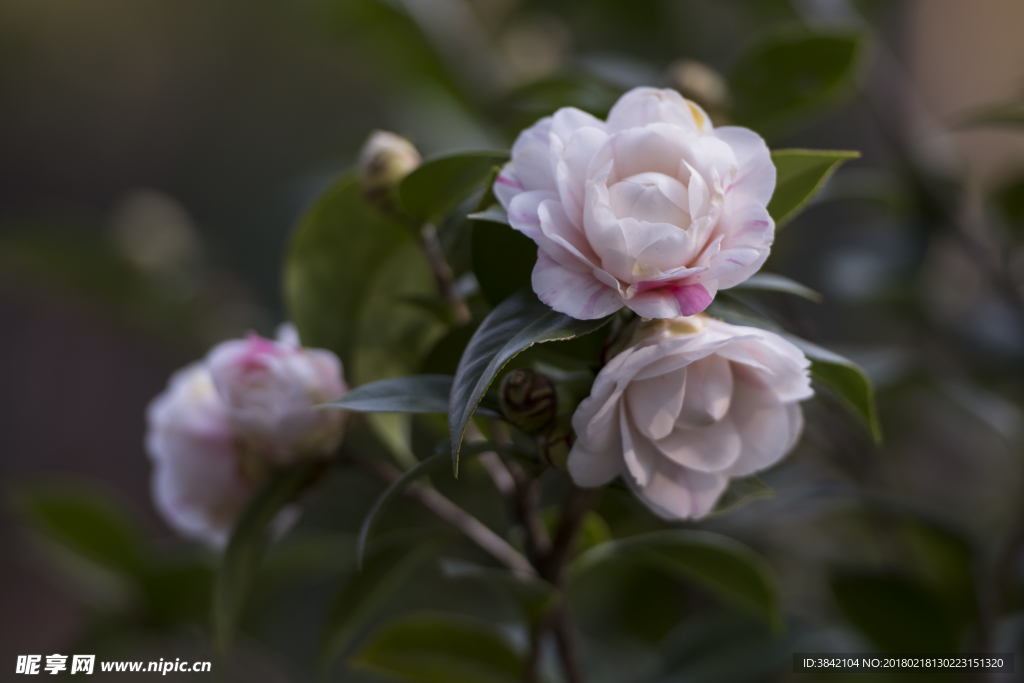 山茶花