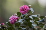 山茶花